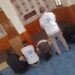 خمسة أحزاب تشتكي “خروقات انتخابية خطيرة” بشفشاون وتطالب بتحقيق مركزي وتتوعد وتعلن الطعن أمام المحكمة الدستورية