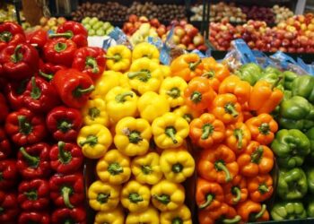 الفلفل الحلو المغربي يعزز حضوره في السوق البريطانية بصادرات قياسية