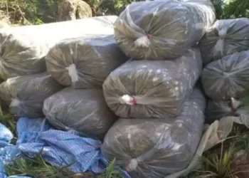 الدرك الملكي يحجز نحو ثلاثة أطنان من الكيف بإقليم العرائش