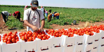 تعليق صادرات الطماطم المغربية يفاقم أزمة الأسعار في موريتانيا