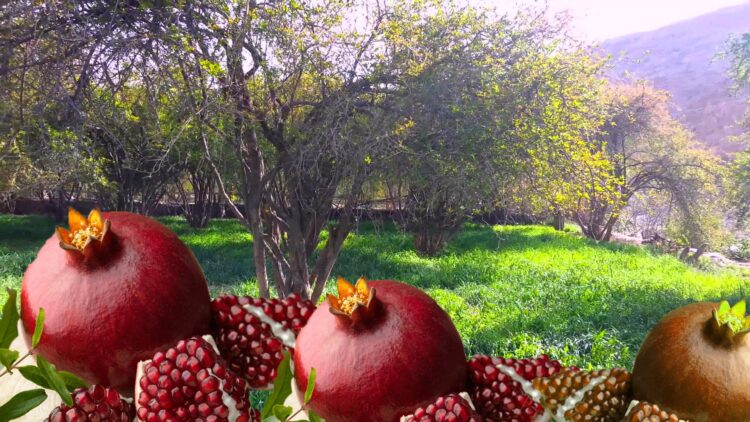 موسم واعد للرمان ببركان.. توقعات بإنتاج 23 ألف طن بالإقليم