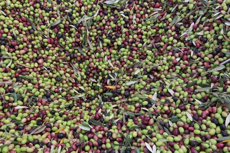 وفرة الزيتون تنعش آمال المغاربة في تراجع أسعار زيت الزيتون